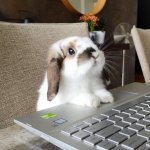 Five Best Rabbits in Gaming